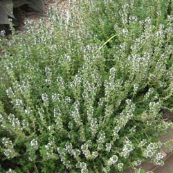 Thymus vulgaris